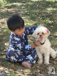 Lost Female Dog last seen Near W Poplar St, San Antonio, TX 78228, Leon Valley, TX 78238