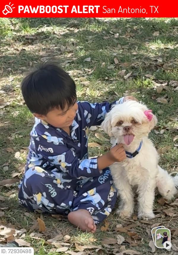 Lost Female Dog last seen Near W Poplar St, San Antonio, TX 78228, Leon Valley, TX 78238