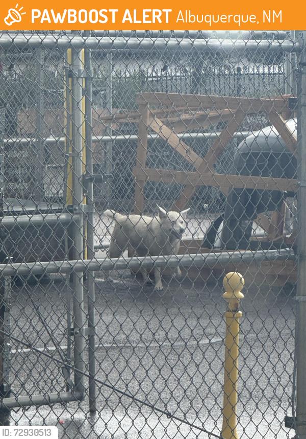 Found/Stray Unknown Dog last seen Unser and los volcanos, Albuquerque, NM 87121