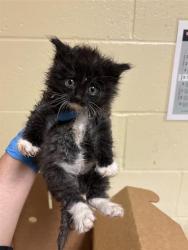 Shelter Stray Female Cat last seen FRONT ST & U ST, 2127 Front St, Sacramento, CA 95818, USA