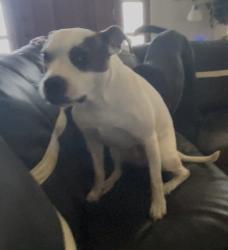 Reunited Female Dog last seen 61st & 225 east ave, Broken Arrow, OK 74014