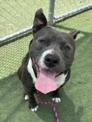 Shelter Stray Male Dog last seen , Los Angeles, CA 90025