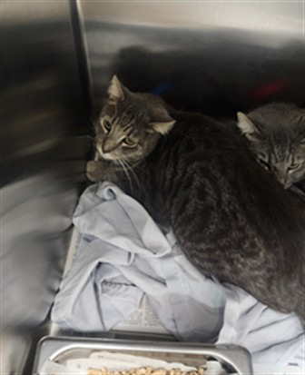 Shelter Stray Male Cat last seen , Los Angeles, CA 90025