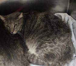Shelter Stray Male Cat last seen , Los Angeles, CA 90025