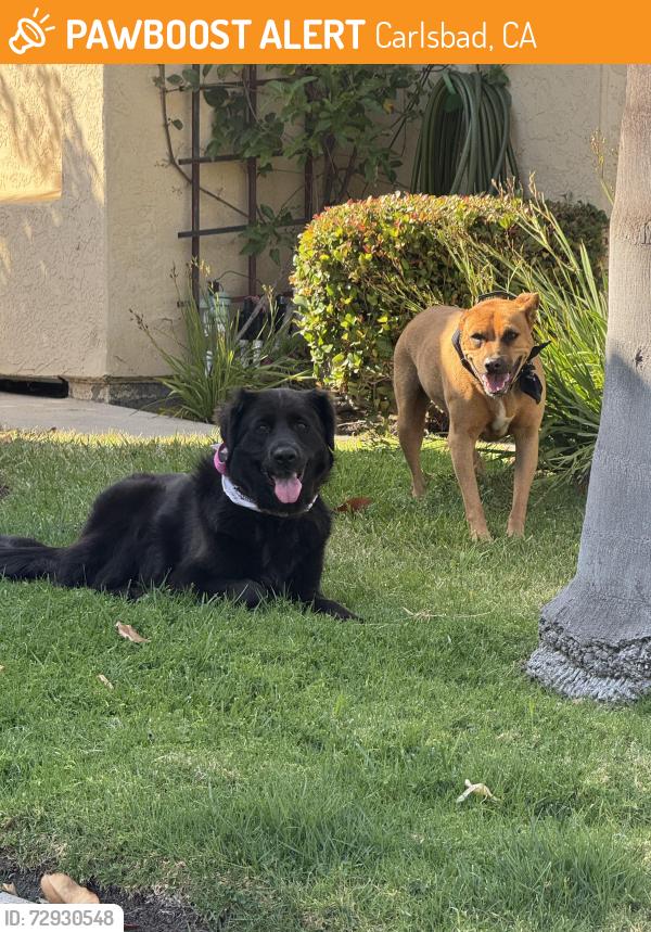 Found/Stray Unknown Dog last seen Fernglen & woodwind, Carlsbad, CA 92008