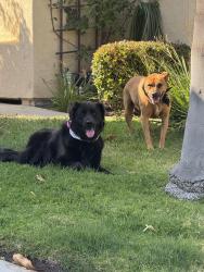 Found/Stray Unknown Dog last seen Fernglen & woodwind, Carlsbad, CA 92008