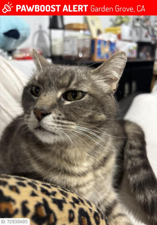 Lost Female Cat last seen the Urban Location on Westminster Ave, Garden Grove, CA 92843
