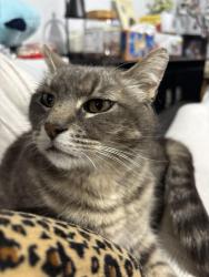 Lost Female Cat last seen the Urban Location on Westminster Ave, Garden Grove, CA 92843