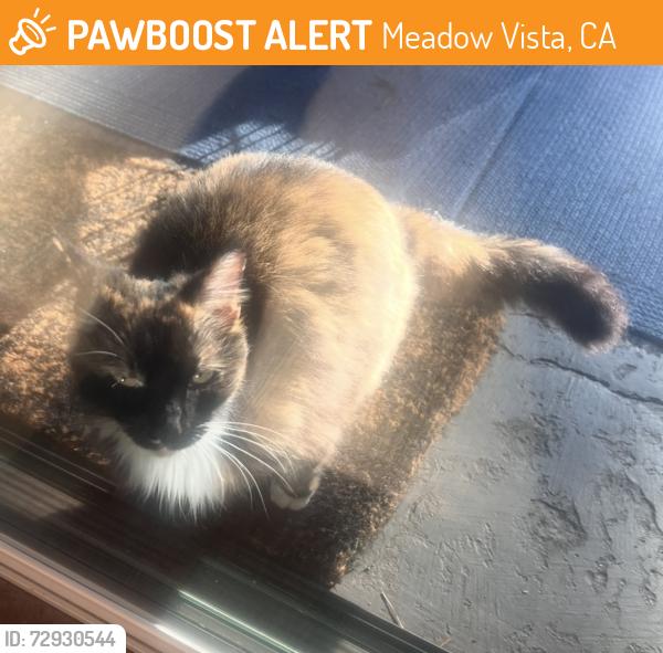 Found/Stray Female Cat last seen Winchester Club Drive, Meadow Vista, CA 95722