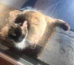 Found/Stray Female Cat last seen Winchester Club Drive, Meadow Vista, CA 95722