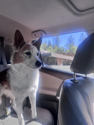 Reunited Male Dog last seen Meadow gate rd , Meadow Vista, CA 95722