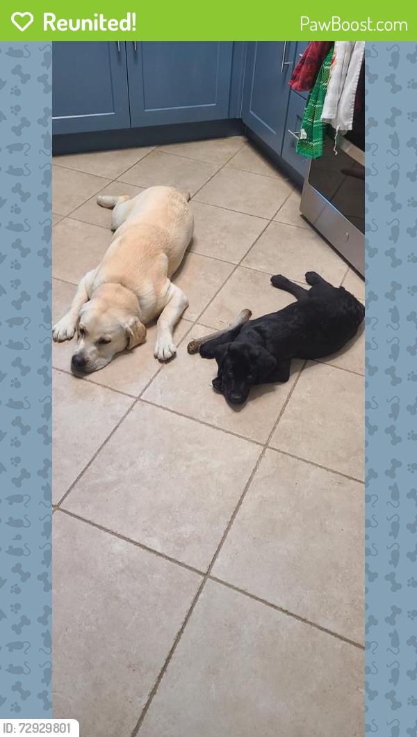 Reunited Male Dog last seen Leland and Larga Circle - Near the new Blick Store / Vons, San Diego, CA 92110