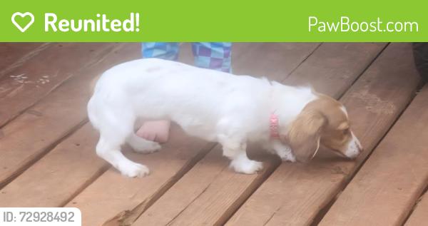 Reunited Female Dog last seen NW 63rd St, Oklahoma City, OK, USA, Oklahoma City, OK 73112