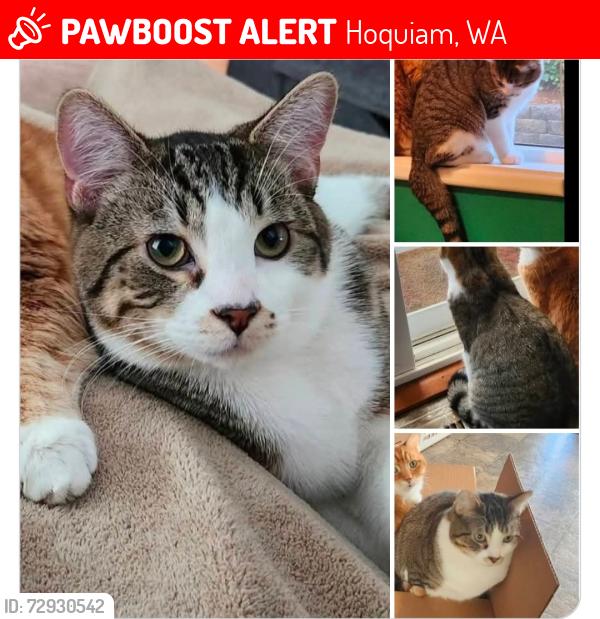 Lost Male Cat last seen Hoquiam Middle School, Hoquiam, WA 98550