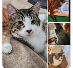 Lost Male Cat last seen Hoquiam Middle School, Hoquiam, WA 98550