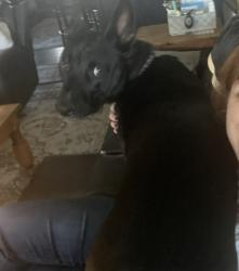 Reunited Male Dog last seen 61st and 225 east ave, Broken Arrow, OK 74014
