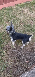 Lost Male Dog last seen 21st ave n , Texas City, TX 77590