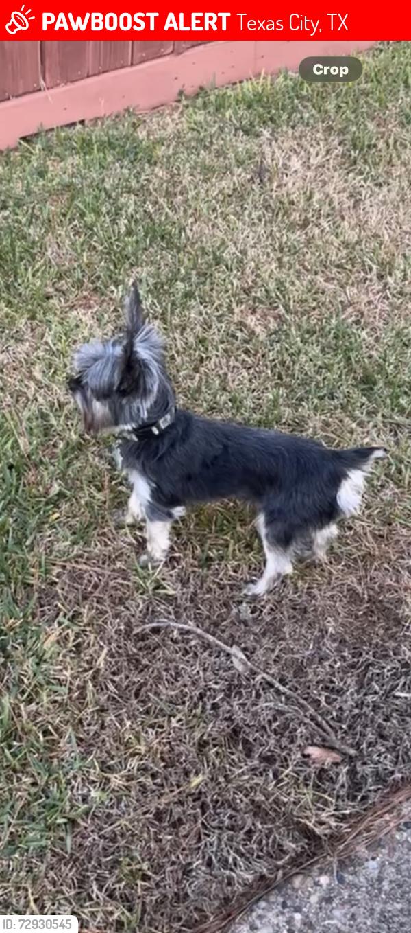 Lost Male Dog last seen 21st ave n , Texas City, TX 77590