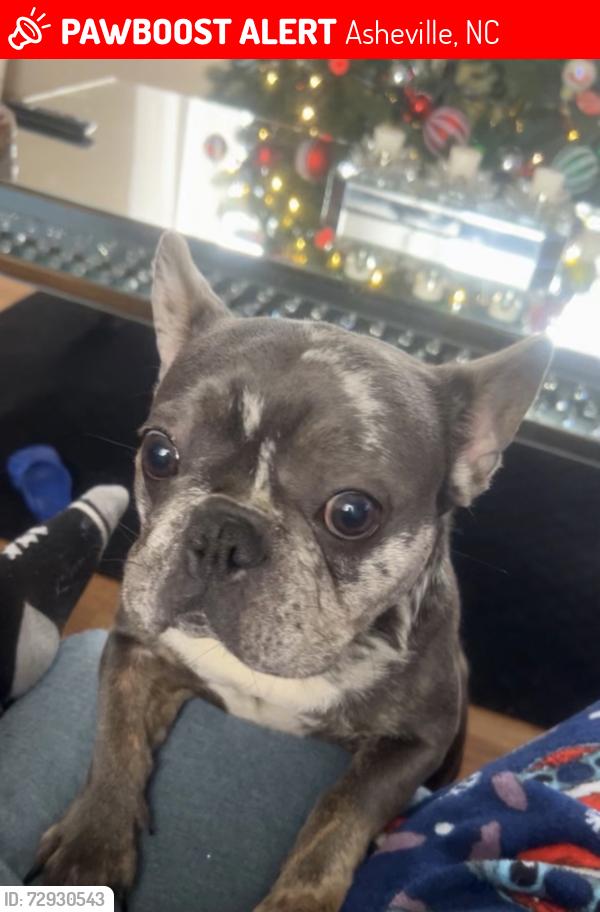 Lost Female Dog last seen Emma Rd in West Asheville , Asheville, NC 28806