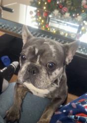 Lost Female Dog last seen Emma Rd in West Asheville , Asheville, NC 28806