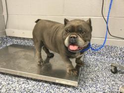 Shelter Stray Male Dog last seen Near BLOCK BUBBLINGS WELLS RD, DESERT HOT SPRINGS, Thousand Palms, CA 92276