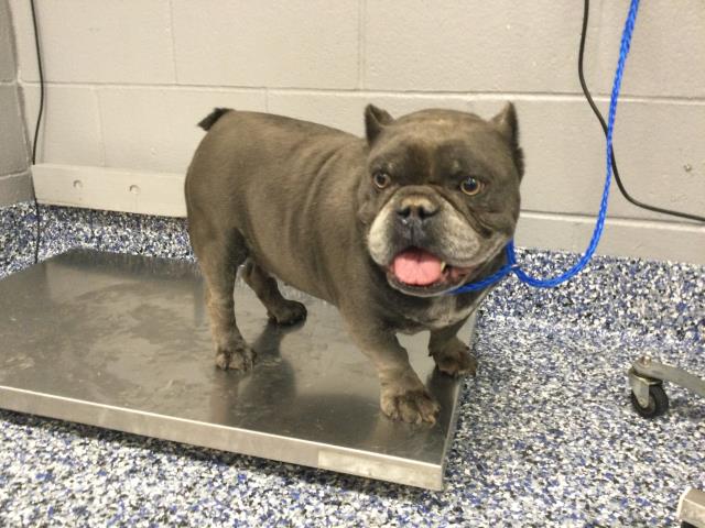 Shelter Stray Male Dog last seen Near BLOCK BUBBLINGS WELLS RD, DESERT HOT SPRINGS, Thousand Palms, CA 92276