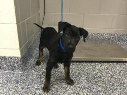 Shelter Stray Male Dog last seen Near BLOCK HARRISON ST COACHELLA CA 92236, Thousand Palms, CA 92276