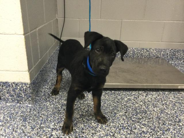 Shelter Stray Male Dog last seen Near BLOCK HARRISON ST COACHELLA CA 92236, Thousand Palms, CA 92276