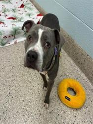 Shelter Stray Female Dog last seen 120TH PKWY & HWY 85, Brighton, CO 80601
