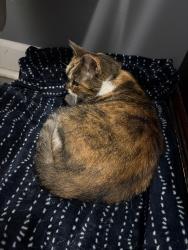 Found/Stray Female Cat last seen Near jerry Dr. , Little Rock, AR 72223
