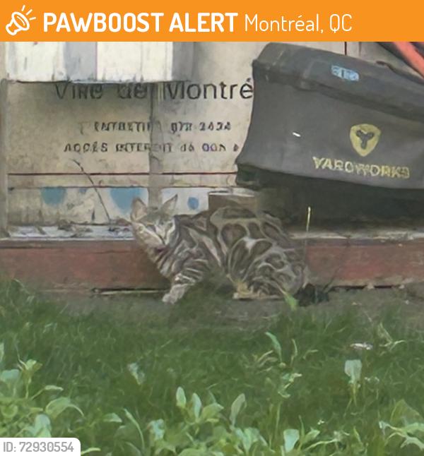 Found/Stray Unknown Cat last seen backyard on Rue champlain just above Maisonneuve , Montréal, QC 