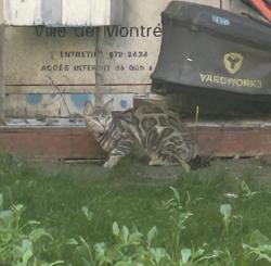 Found/Stray Unknown Cat last seen backyard on Rue champlain just above Maisonneuve , Montréal, QC 