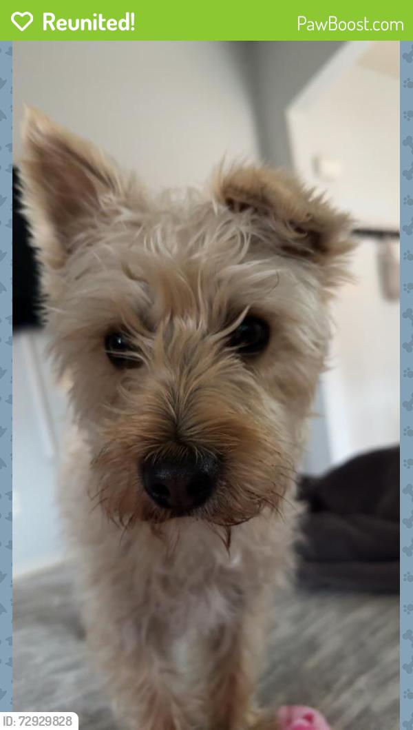 Reunited Male Dog last seen Ocotillo Dr, Rio Rancho, NM 87144, USA, Rio Rancho, NM 87144
