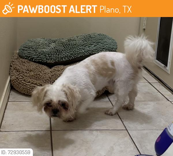 Found/Stray Male Dog last seen Danube and Columbia, Plano, TX 75075
