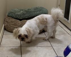 Found/Stray Male Dog last seen Danube and Columbia, Plano, TX 75075