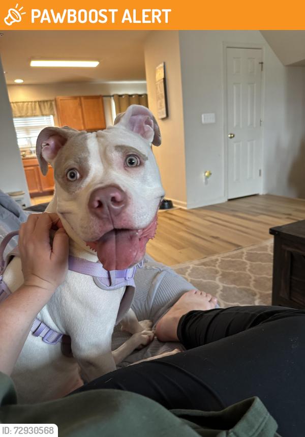 Found/Stray Female Dog last seen Lake of the Woods Golf Course, Lake of the Woods, VA 22508