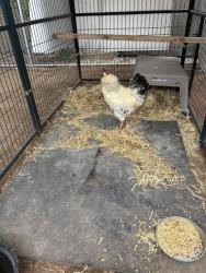 Shelter Stray Male Bird last seen Near BLOCK DARBY DR, SANDIA PARK NM 87047, Albuquerque, NM 87105