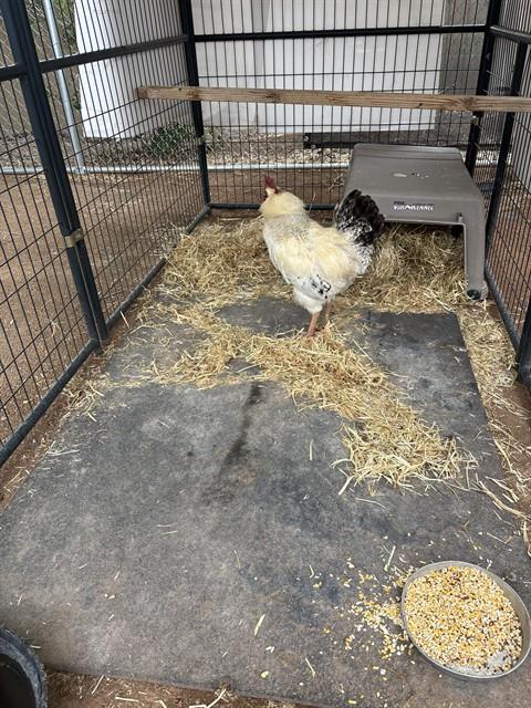 Shelter Stray Male Bird last seen Near BLOCK DARBY DR, SANDIA PARK NM 87047, Albuquerque, NM 87105