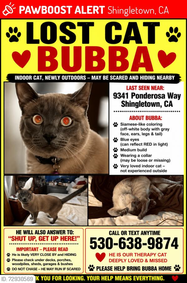 Lost Male Cat last seen Ponderosa way almost to whitmore , Shingletown, CA 96088