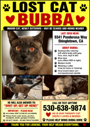 Lost Male Cat last seen Ponderosa way almost to whitmore , Shingletown, CA 96088