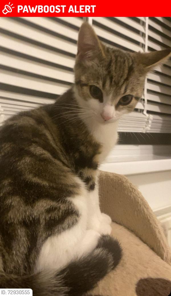 Lost Male Cat last seen Spen gardens next to lawnswood school, West Yorkshire, England LS16 5AQ