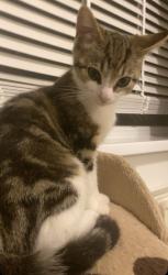 Lost Male Cat last seen Spen gardens next to lawnswood school, West Yorkshire, England LS16 5AQ