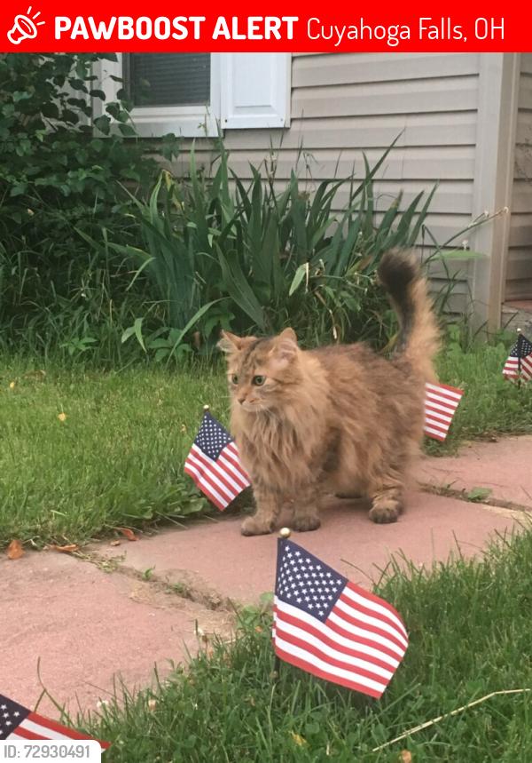 Lost Unknown Cat last seen Orchard and Main st., Cuyahoga Falls , Cuyahoga Falls, OH 44221