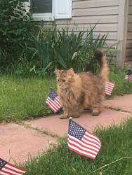 Lost Unknown Cat last seen Orchard and Main st., Cuyahoga Falls , Cuyahoga Falls, OH 44221