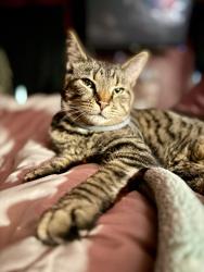 Lost Male Cat last seen Sharpsburg Pike and Lappans Road , Fairplay, MD 21733