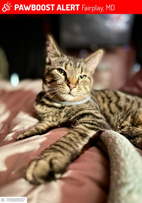 Lost Male Cat last seen Sharpsburg Pike and Lappans Road , Fairplay, MD 21733