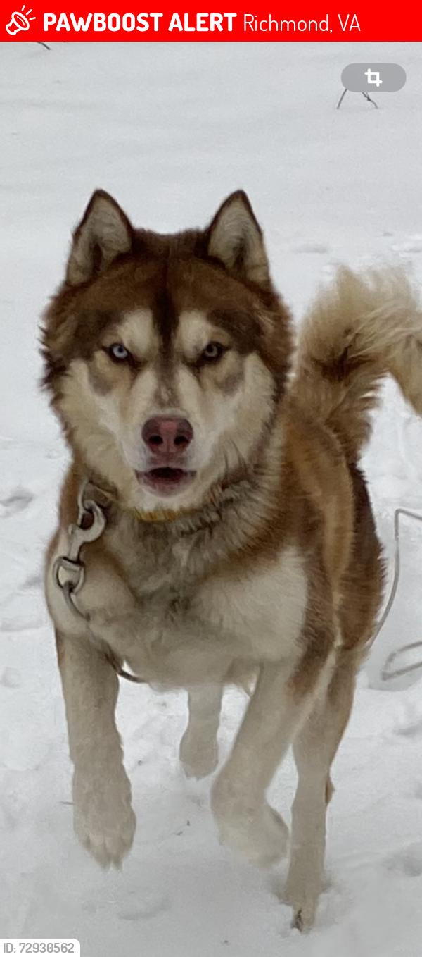 Lost Male Dog last seen Near elk rd North Chesterfield va 23224, Richmond, VA 23224