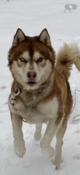 Lost Male Dog last seen Near elk rd North Chesterfield va 23224, Richmond, VA 23224