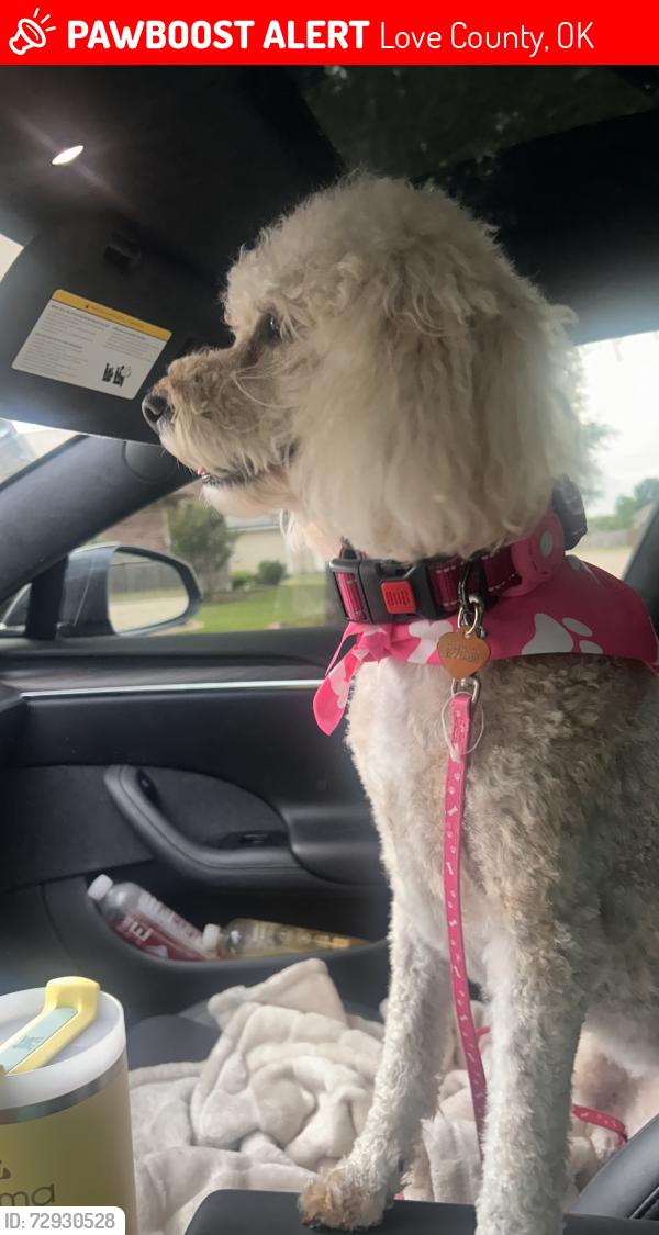 Lost Female Dog last seen Tabler Road Thackerville, Love County, OK 73459