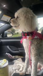 Lost Female Dog last seen Tabler Road Thackerville, Love County, OK 73459